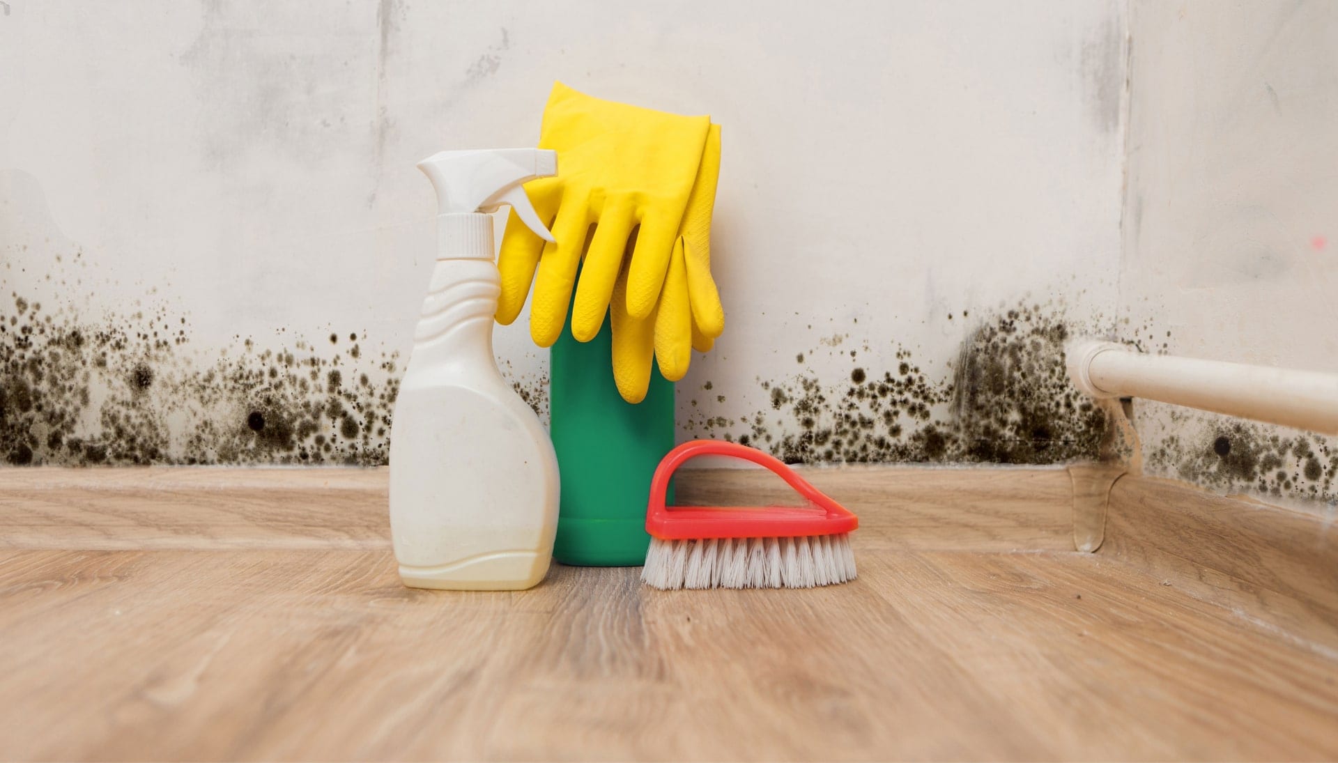 Know About Mold Removal In Roswell